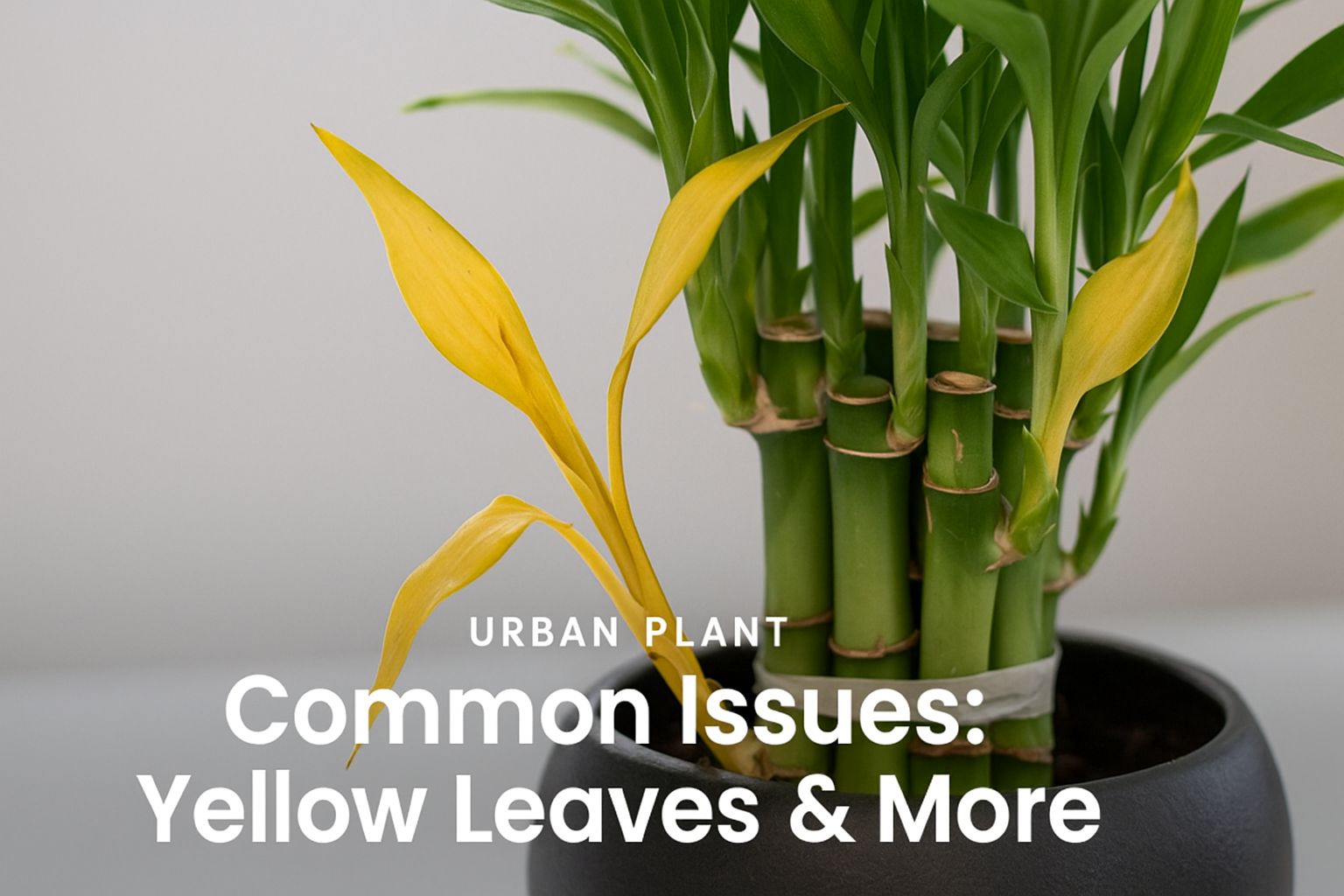 Lucky bamboo plant with yellowing leaves, highlighting common plant health issues